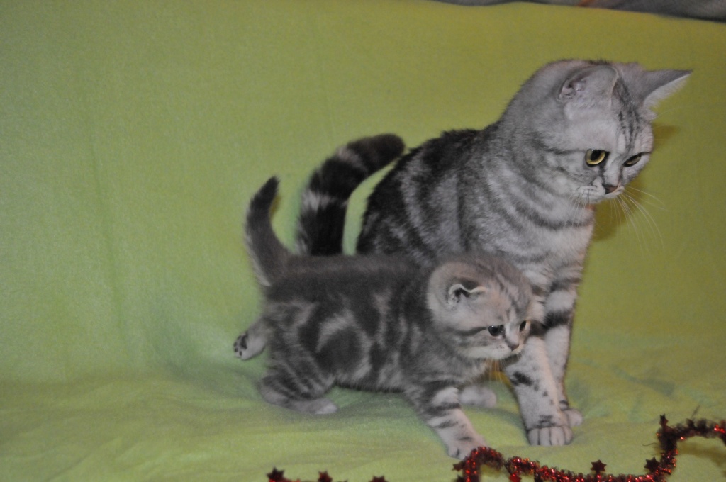 BKH - BABYS ( Whiskaslook grau-getiegert ) - British Kurzhaar - Nürnberg