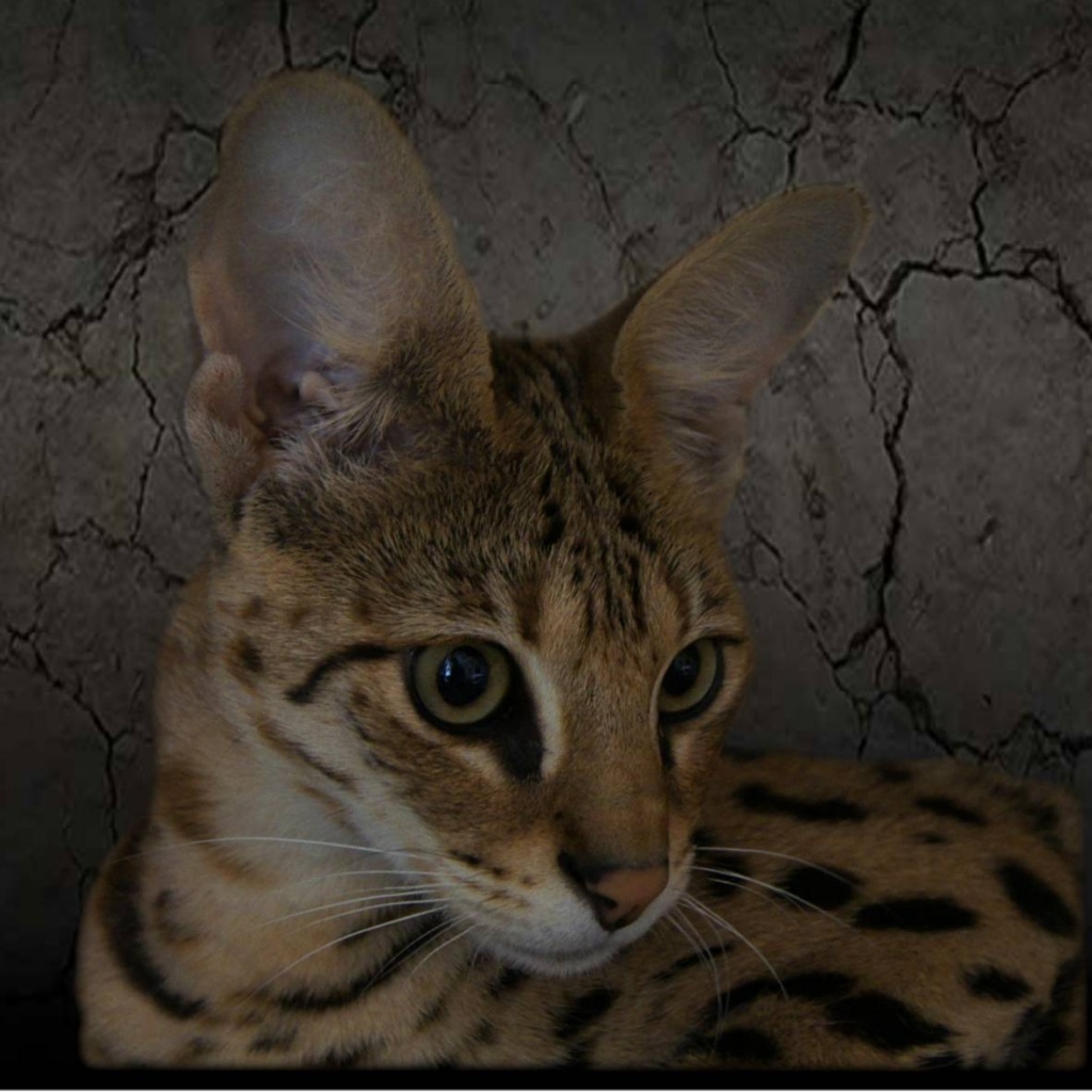 Savannah Kitten F4 & F2 available/ abzugeben - Savannah - Tastungen