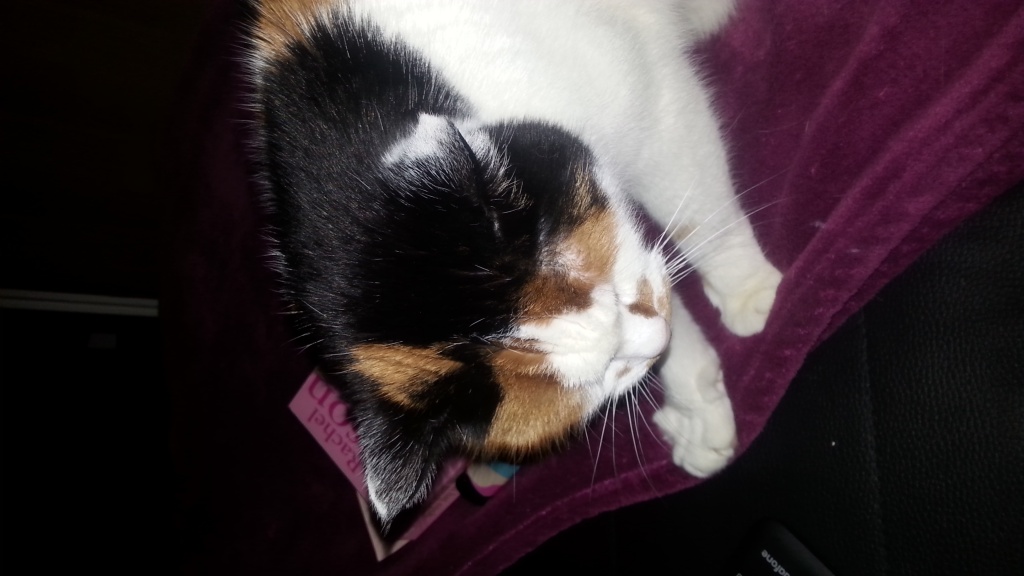 Biete liebevolle Katzenbetreuung - Hauskatzen - Bad Kreuznach