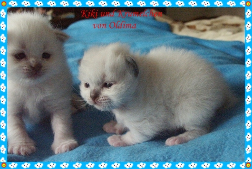 Im April erwarten wir Heilige Birma Babys - Birma - Köln