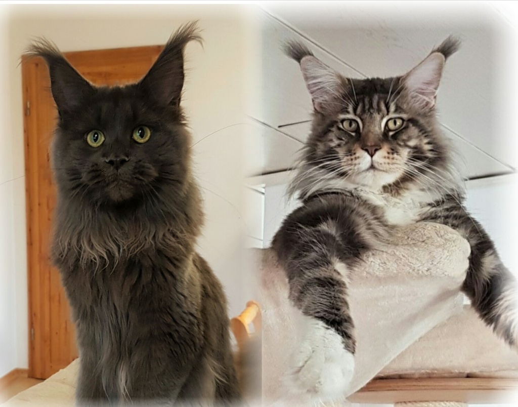 ❤️ Maine Coon Kitten der Extraklasse reinrassig mit Papieren - Maine Coon - Bönen