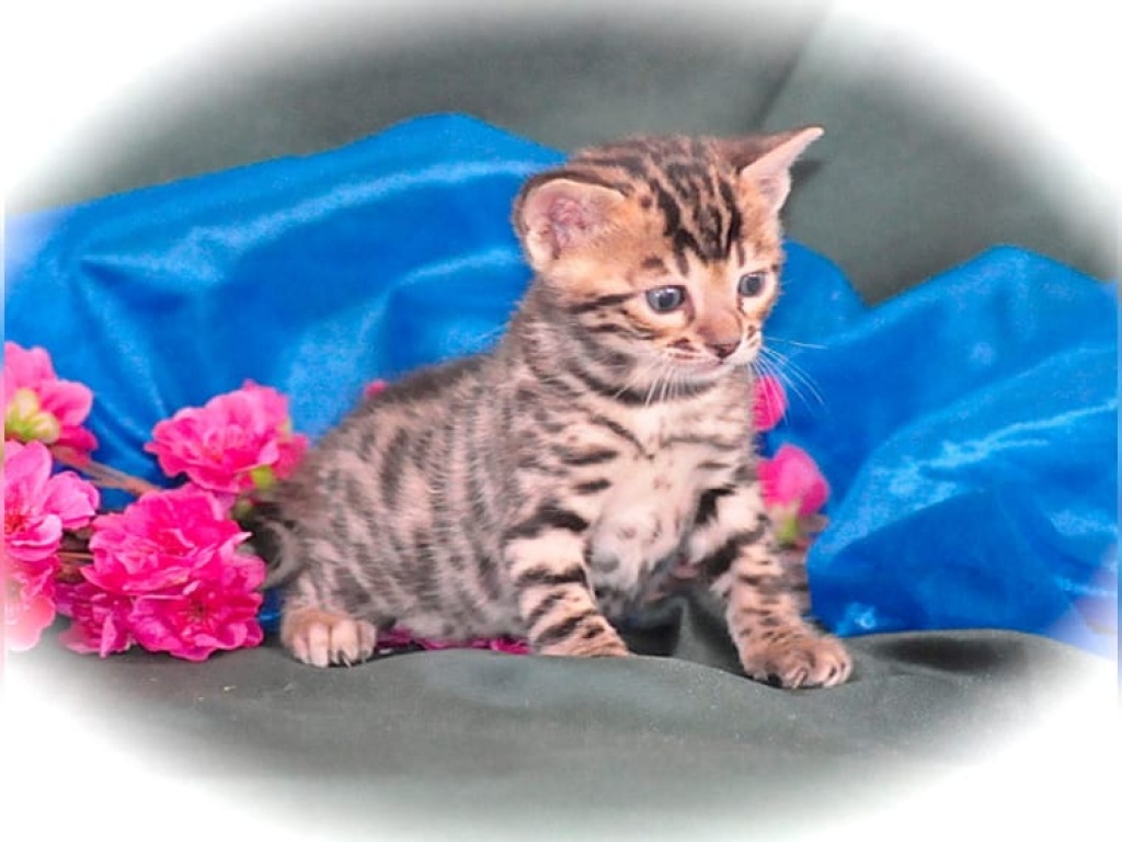 Reinrassige Bengalkätzchen mit Stammbaum - Bengal - Bartenshagen