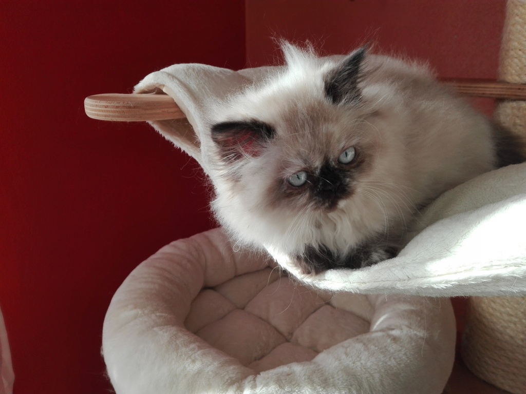 Colourpoint-Kitten Julia - Colourpoint - Marienberg