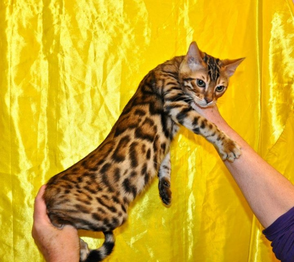 Bengal und Savannah Jungtiere Unsere bengal und F1 -F5 Savannah Kätzchen sind al - Bengal - Dornbirn 6850