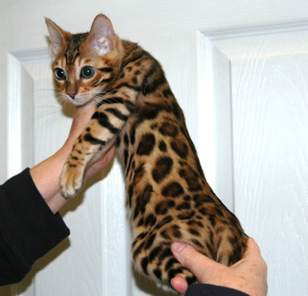 Reinrassige Bengal Kitten - Bengal - Hötting 6020
