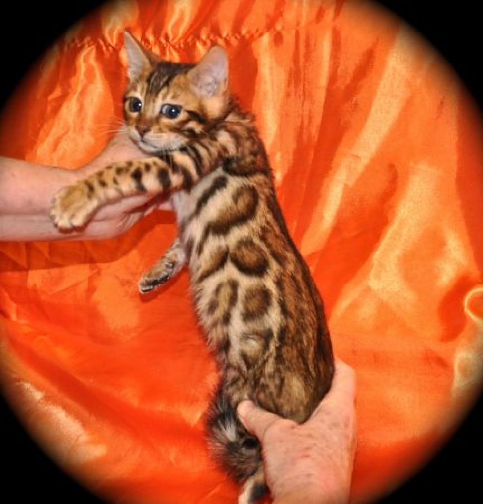 Wunderschöne Bengalkitten aus exklusiver Hobbyzucht - Bengal - Salzburg 5020