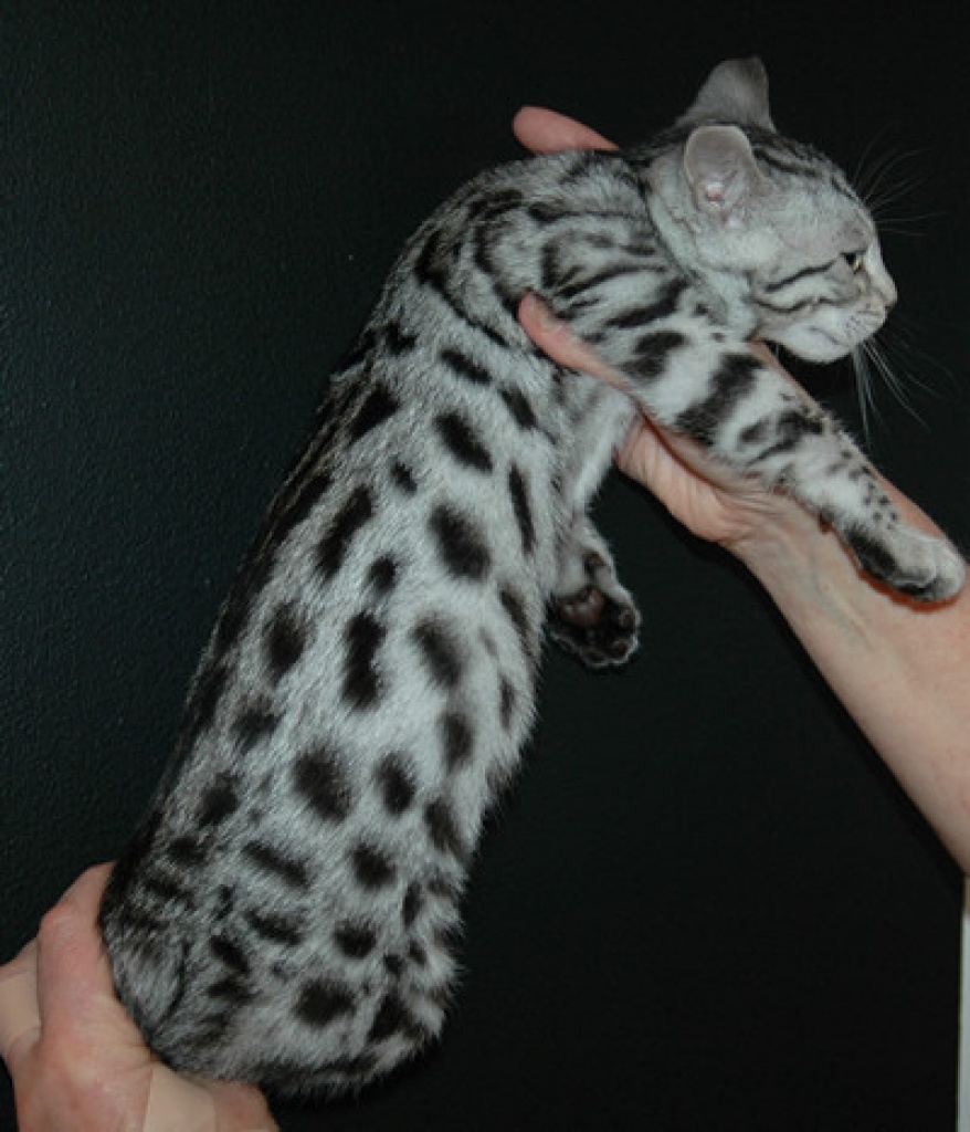 Wunderschöne Bengal und savannah  Kitten ab sofort abzugeben - Bengal - Berlin