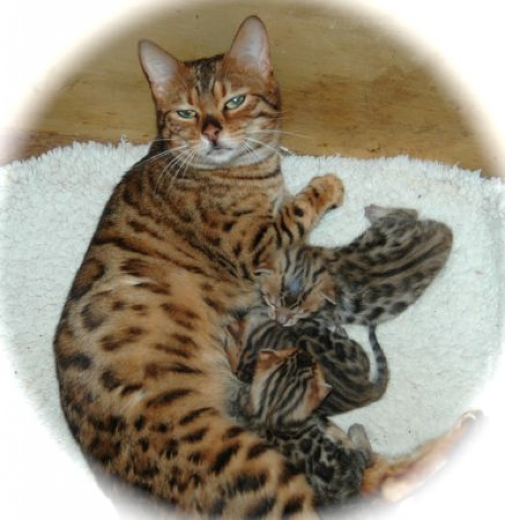 ..bengal katzen zum verkaufen (4)   savannah  Kitten mit Papieren - Savannah - Jena