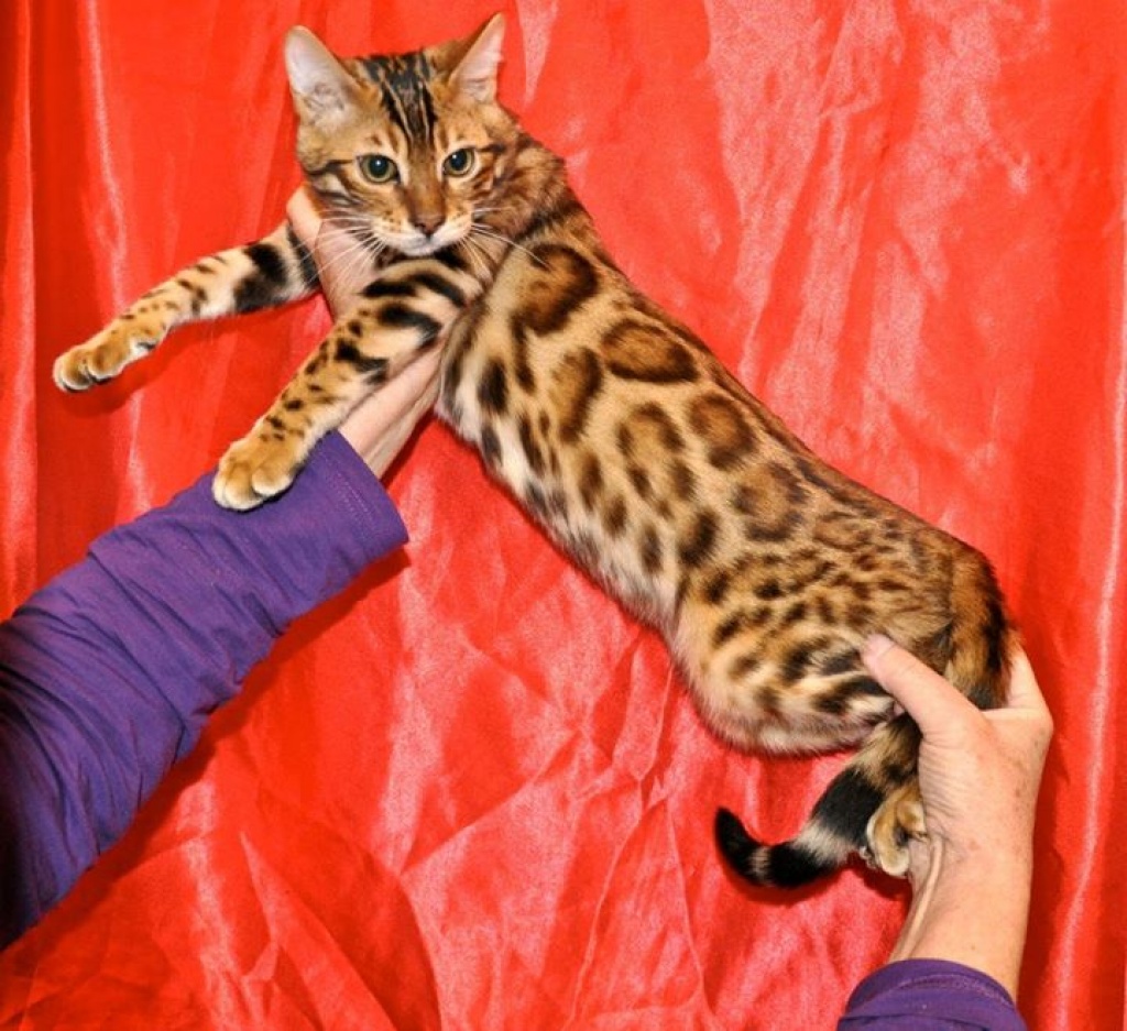 Super schöne Bengal und savannah Babys mit Rosetten - Bengal - Eschborn