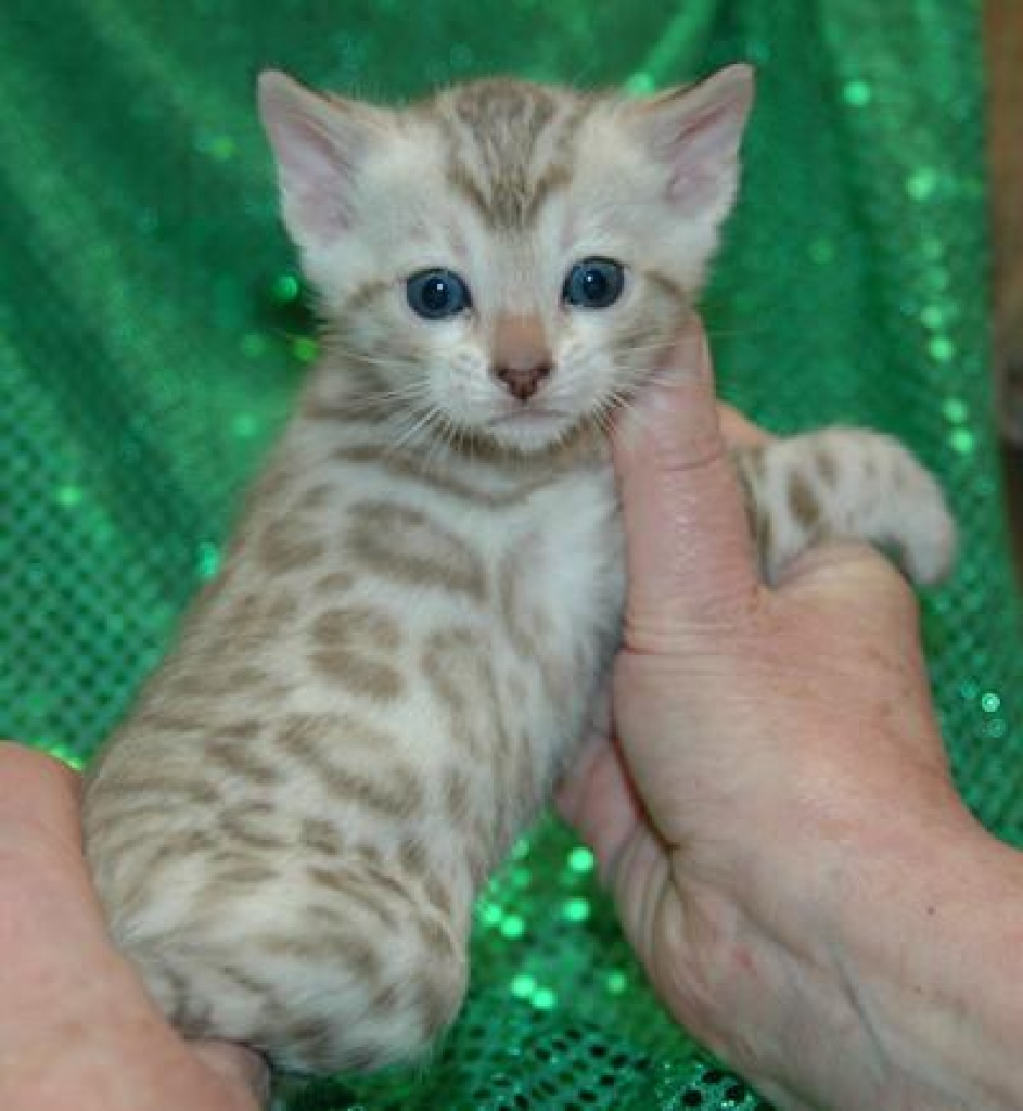 Bengal und Savannah Jungtiere Unsere - Bengal - Aarau 5000