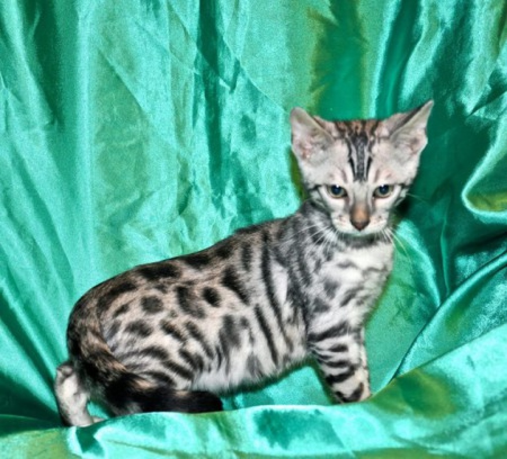 Reinrassige Bengalkitten mit Papieren, - Bengal - Münchenstein 4142