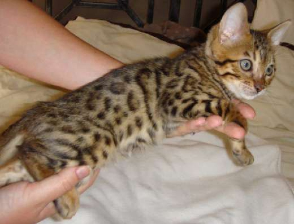 Wunderschöne Bengalkitten  aus exklusiver Hobbyzucht - Bengal - Riehen 4125