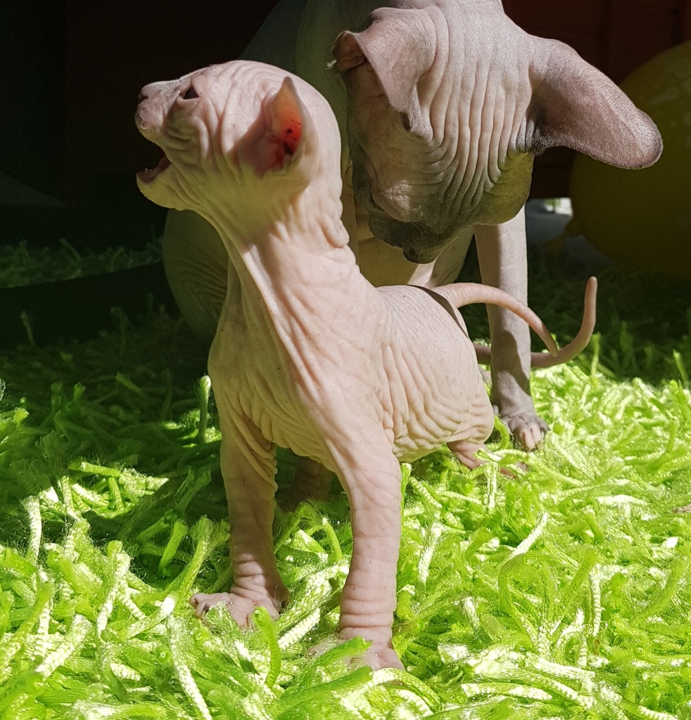 Canadian-sphynx Mädchen - Sphynx - Senden