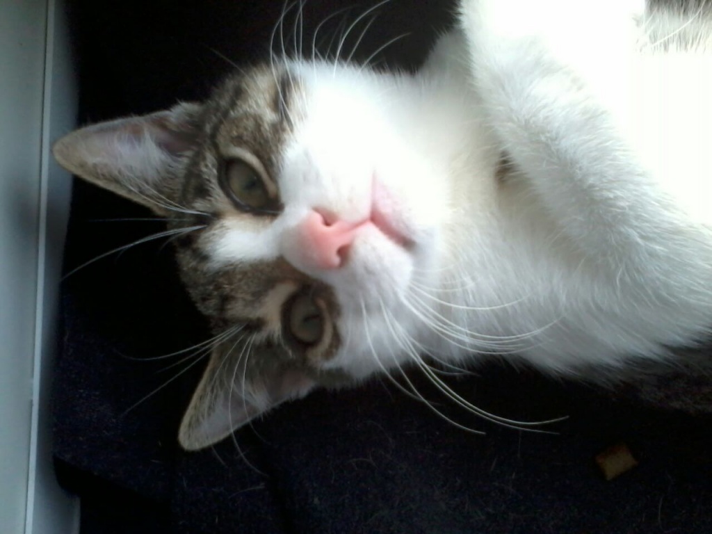 Operationkosten (Kater Joshi) nach Trümmerbruch !!! - Freigaenger - Rathenow