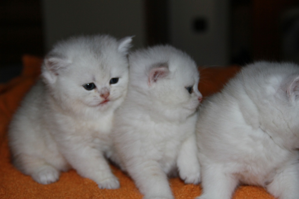 Wunderschöne BKH Kitten zu verkaufen - British Kurzhaar - Hamburg