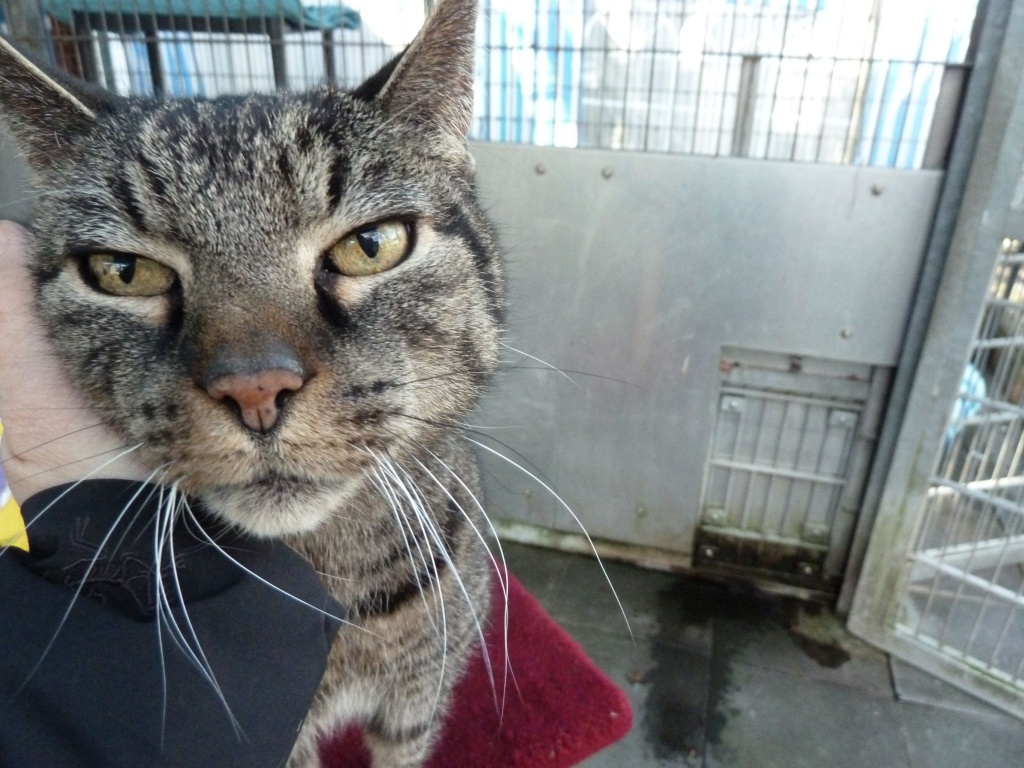 Einsamer Schmusekater Fritz wieder im Tierheim - Hauskatzen - Köln