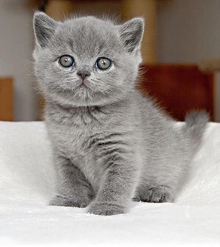 Schöne Britisch Kurzhaar-Kätzchen - British Kurzhaar - Wien