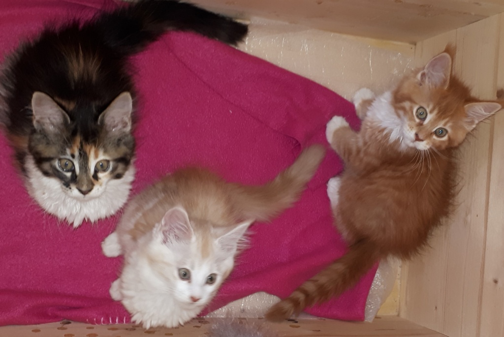 Maine Coon vom Gennachmoor - Maine Coon - Stöttwang