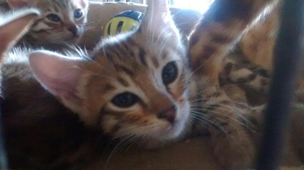 2 traumhafte TICA savannah Bengalen - Bengal - Bern