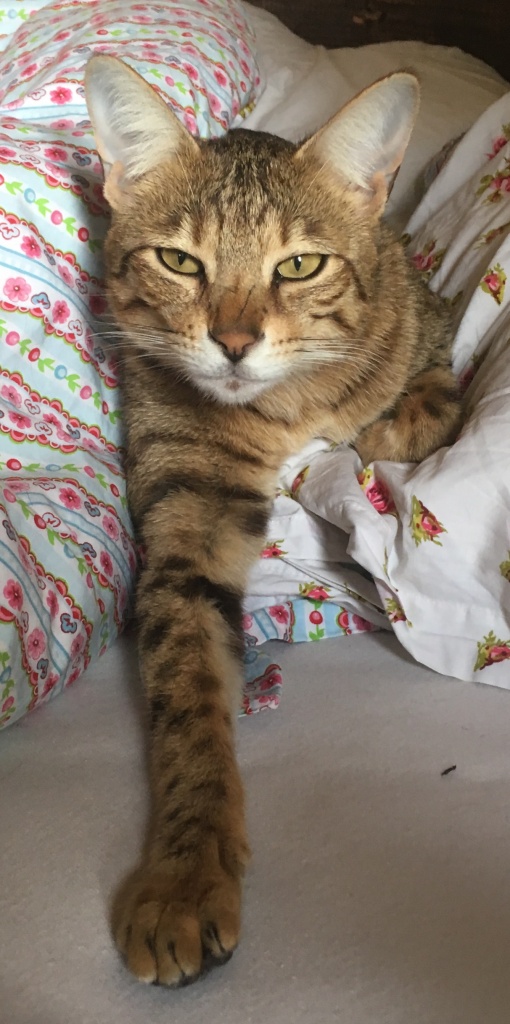 RA verzweifelt gesucht - Savannah - Winkelhaid