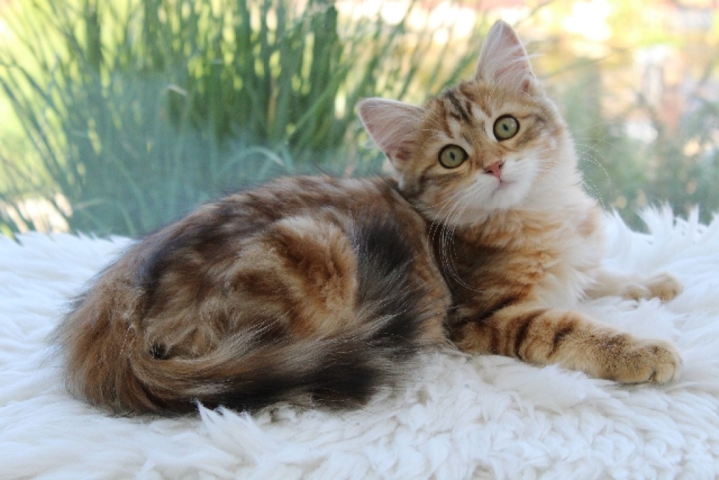 Sibirer und Neva Kätzchen mit Papieren suchen liebevolles Zuhause - Sibirische Katze - Rüsselsheim