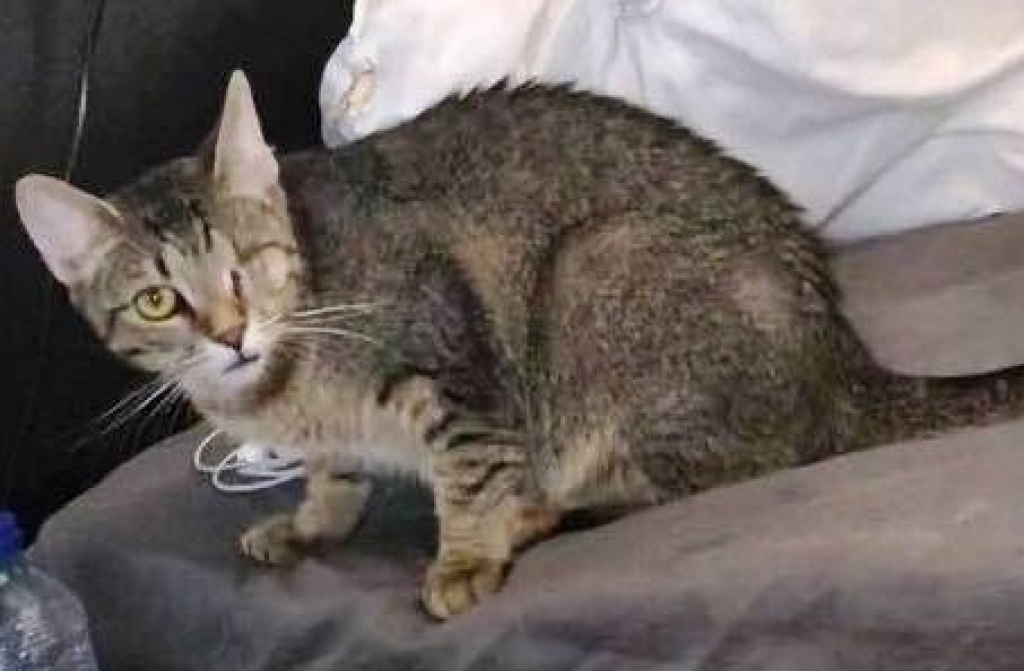 Wir wünschen uns für Sora ein ruhiges und entspanntes Zuhause - Hauskatzen - Sulzbach