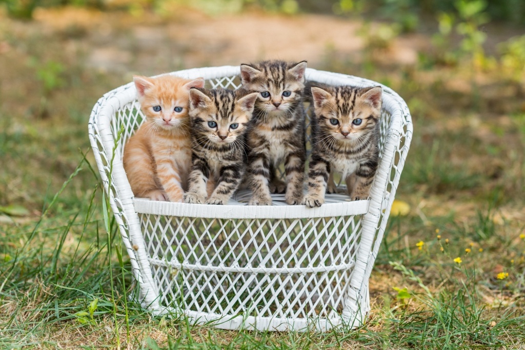 Wunderschöne Bengal-Perser Kitten - Bengal - Hülsede