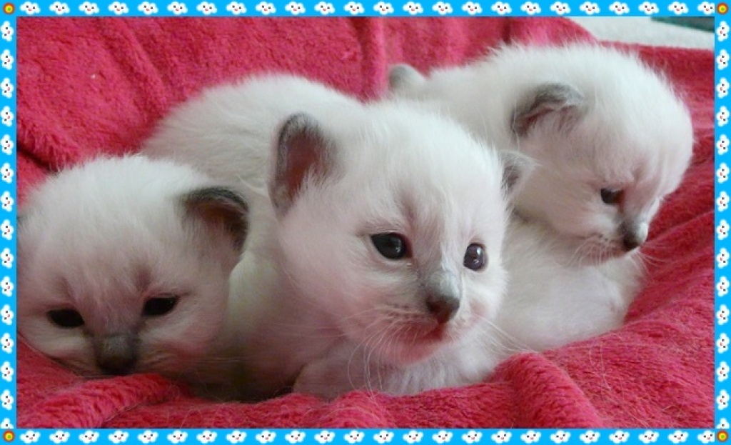 Heilige Birma Babys aus NRW Köln - Birma - Köln