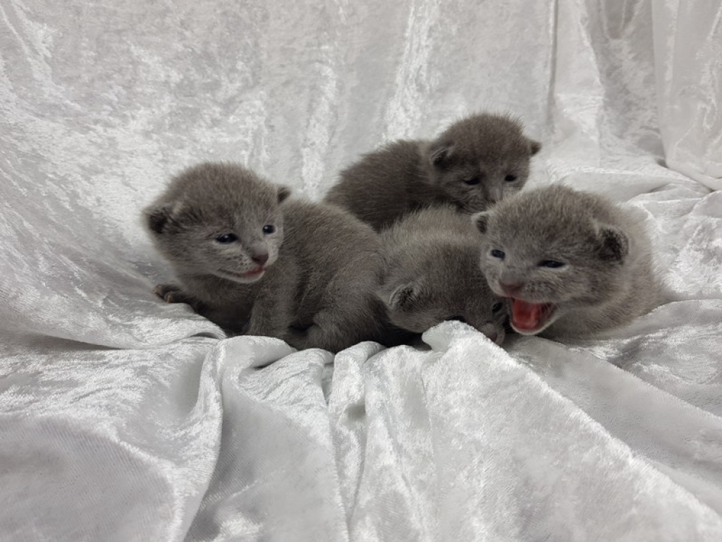 Russisch Blau Kitten Kätzchen reinrassig mit Stammbaum - Russisch Blau - Paderborn