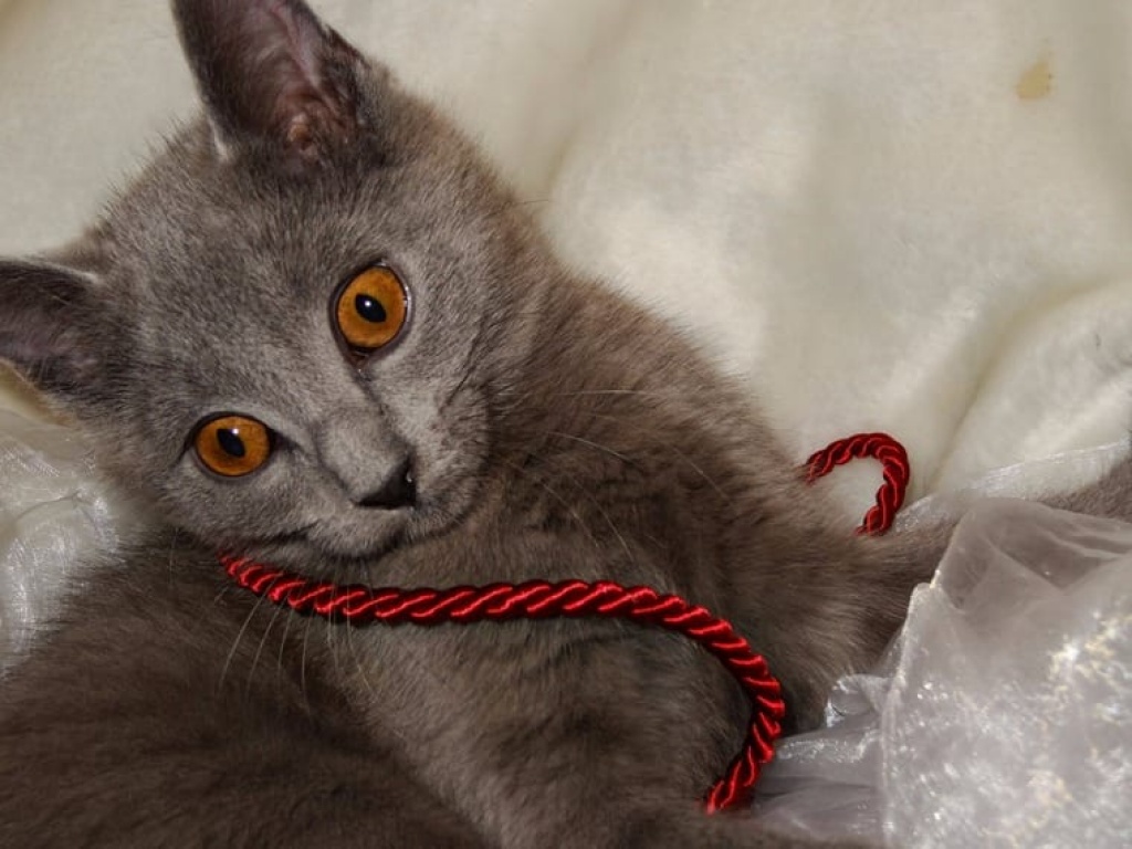 Reinrassiger Kartäuser / Chartreux Kater zu verkaufen! - Kartaeuser - Cadolzburg