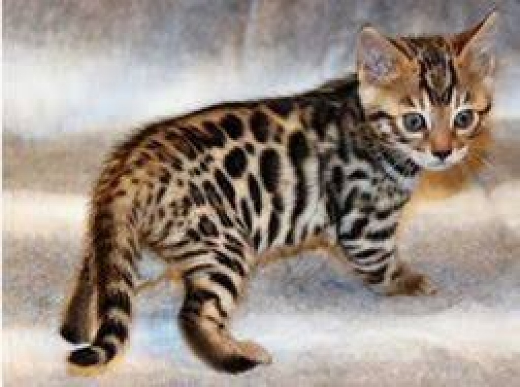 2 Reinrassie Bengal Kitten mit Stammbaum suchen noch ein Zuhause - Bengal - Vreden