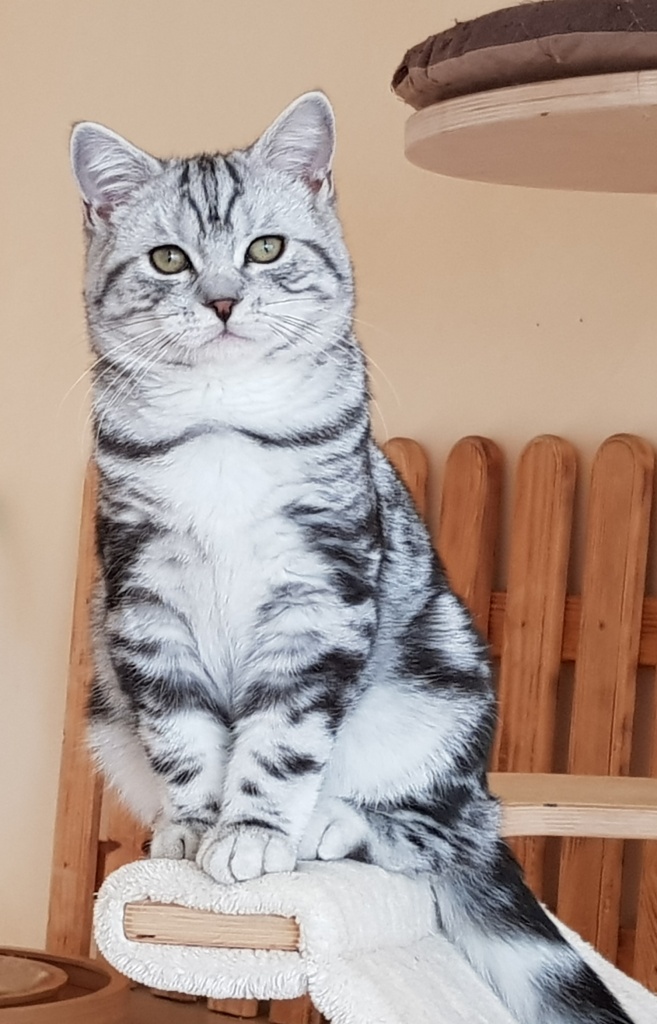British shorthair,Britisch Kurzhaar,BKH Kitten,Kätzchen - British Kurzhaar - Ettenheim