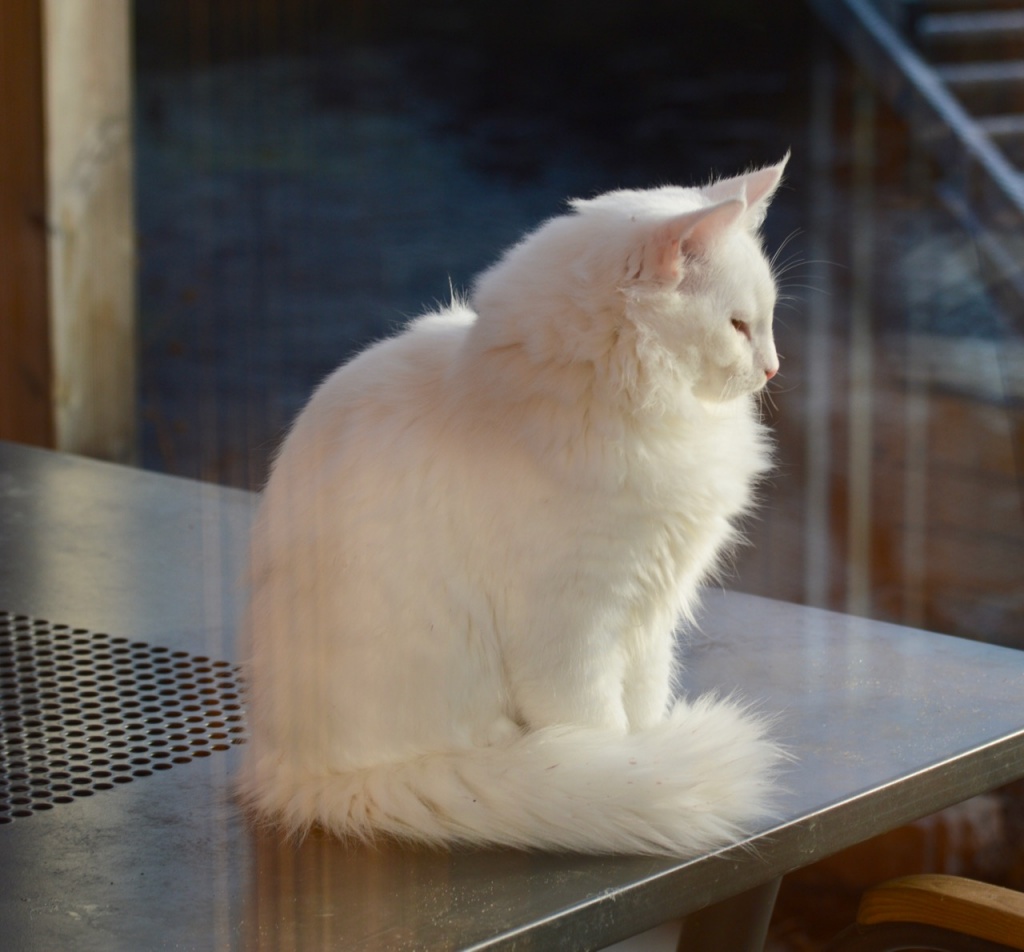Norwegische Waldkatzenkinder in weiß und black-tabby mit weiß - Katzen Sonstige - Ahnatal