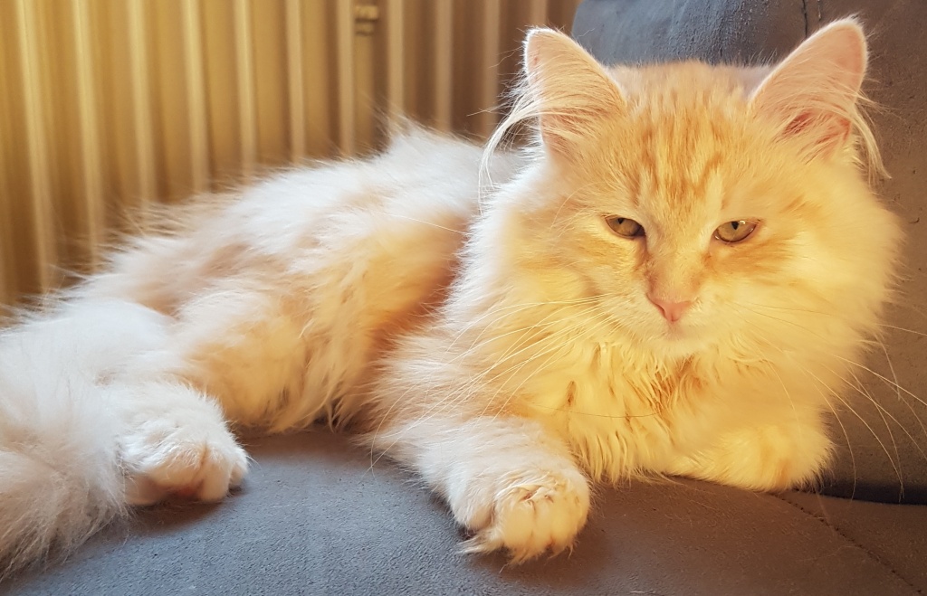 Sibirische Katzenkinder - Sibirische Katze - Heusweiler