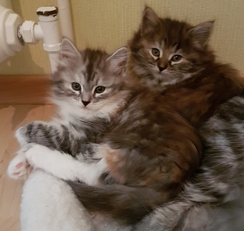Sibirische Katzenkinder von Sibirientaigas - Sibirische Katze - Heusweiler