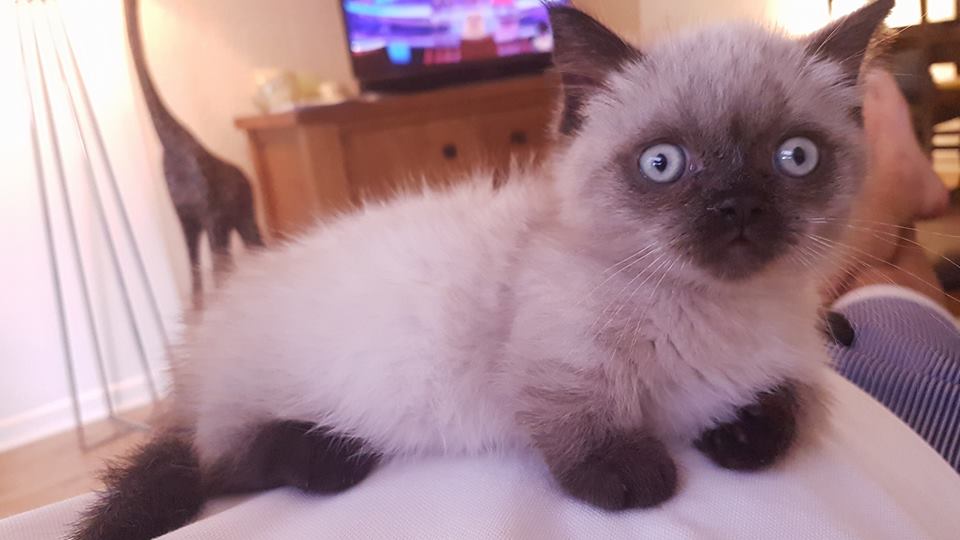 Süße Muchkin Kätzchen - Katzen Sonstige - Schmalkalden