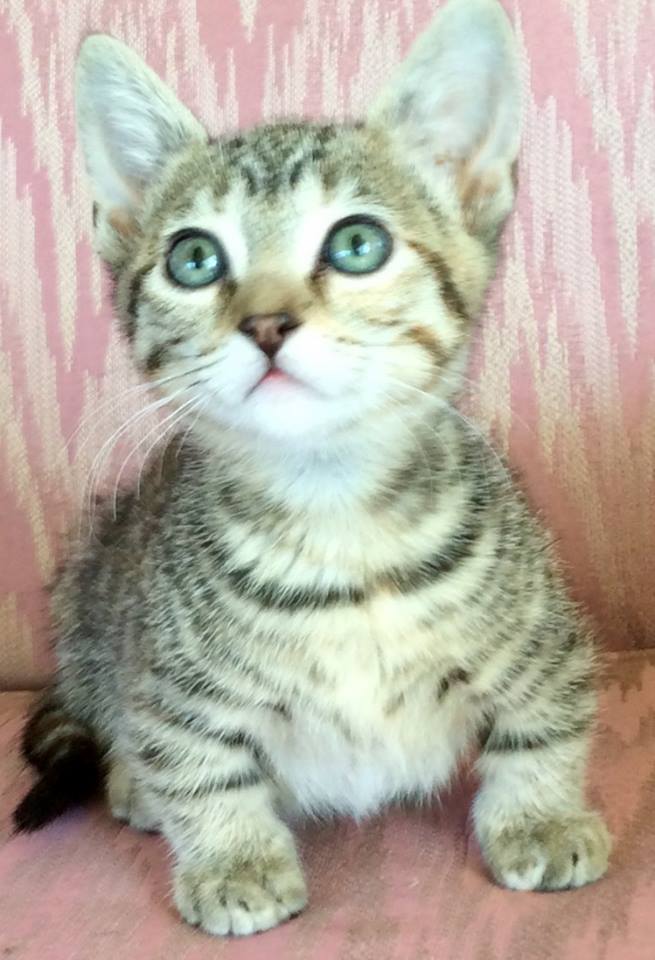 Neuer Familienfreund - Munchkin-Kätzchen - Katzen Sonstige - Schleusingen