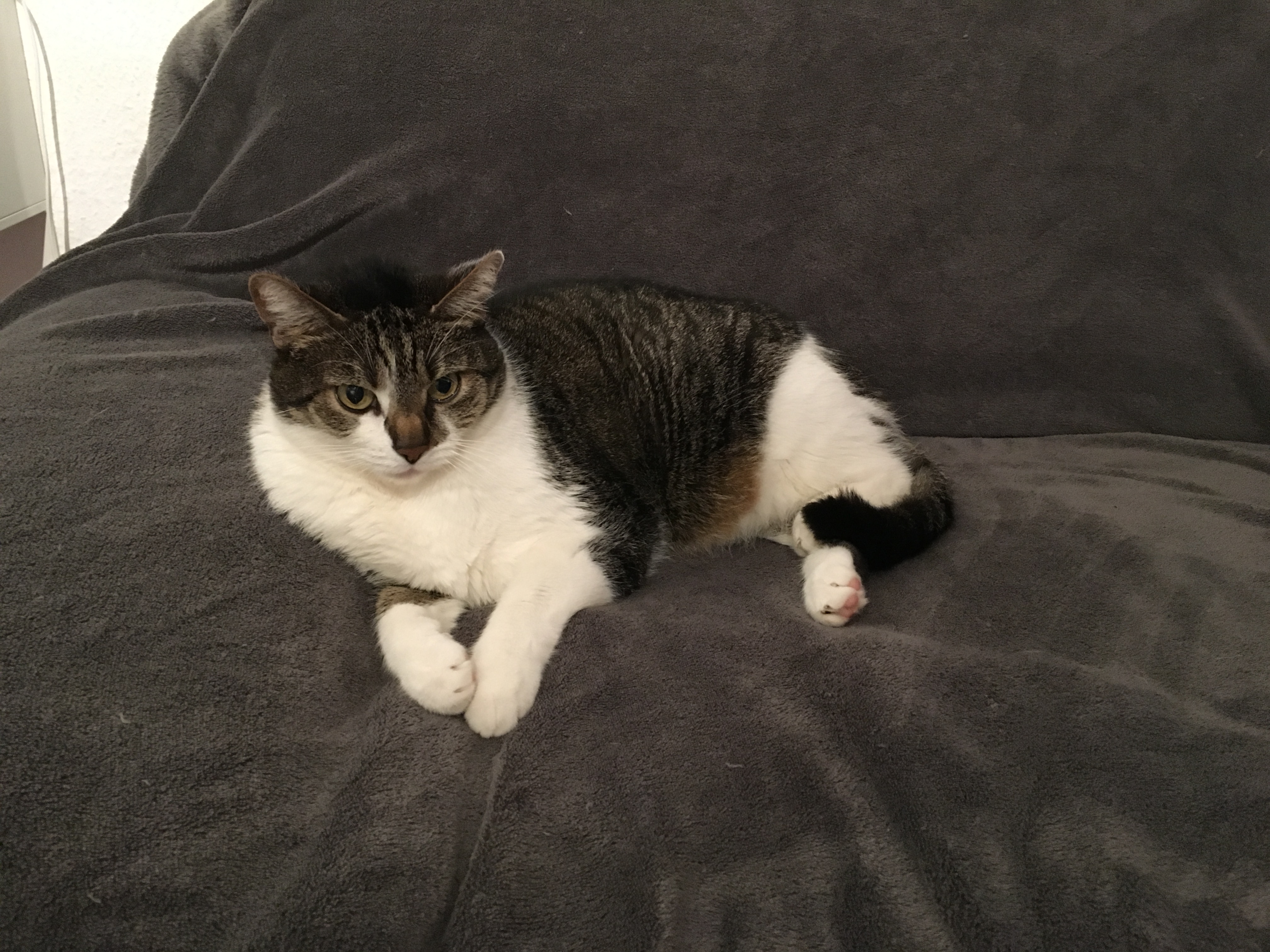Kater suchen ein liebevolles zu Hause - Freigaenger - Mainz