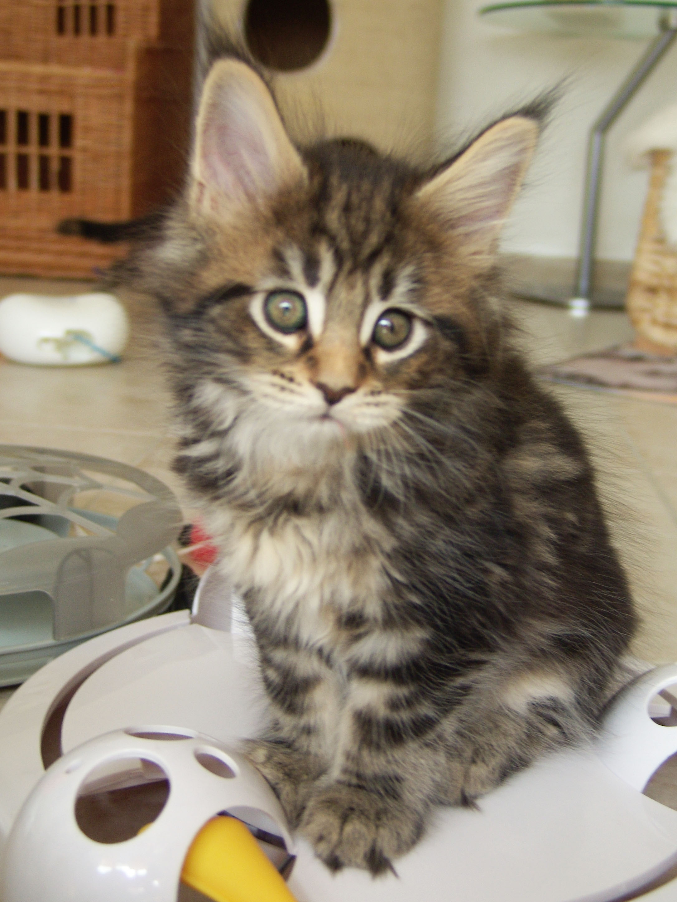 Maine Coon aus der Zentralschweiz - Maine Coon - Rotkreuz