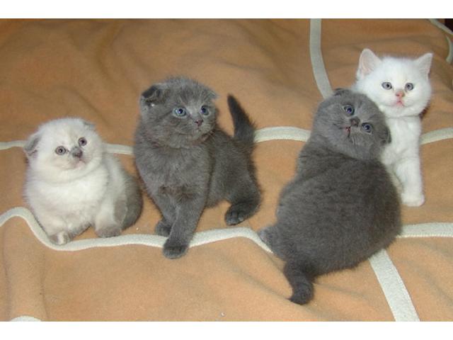 BKH SCOTTISCH FOLD KATZENBABYS BABYKATZEN - Katzen Sonstige - Bremen