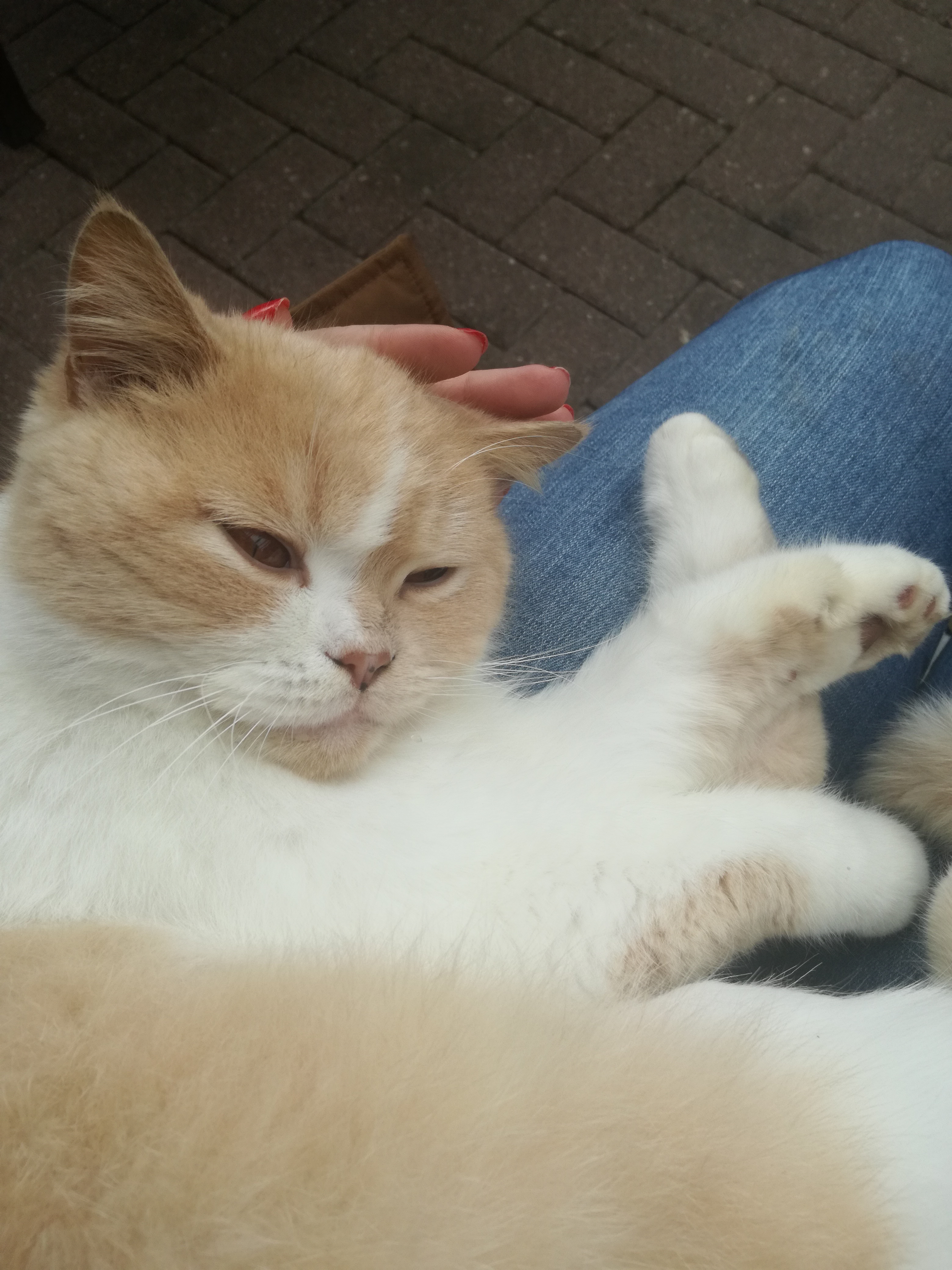 Verschmuster Kater sucht ein Zuhause - Katzen Sonstige - Drochtersen