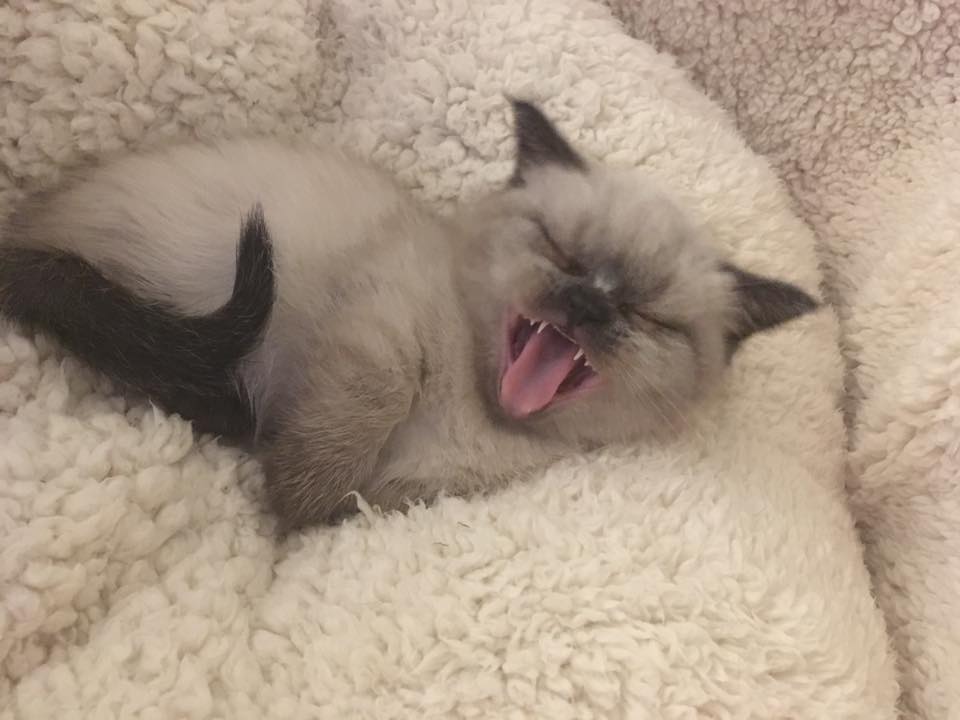 Gesunde Munchkin Kätzchen - Katzen Sonstige - Mülheim an der Ruhr