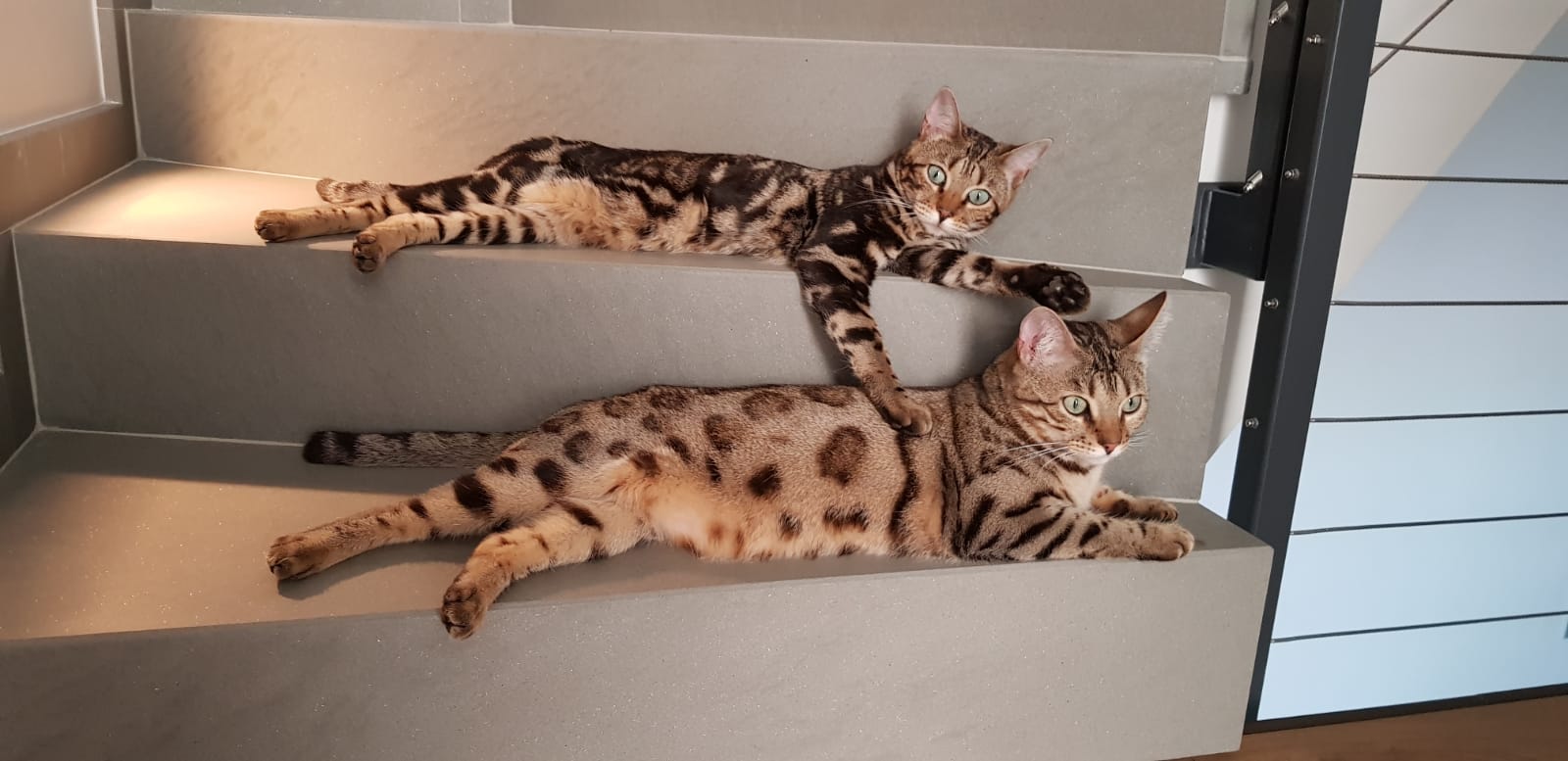 Reinrassige Bengalkitten mit Stammbaum - Bengal - Trier