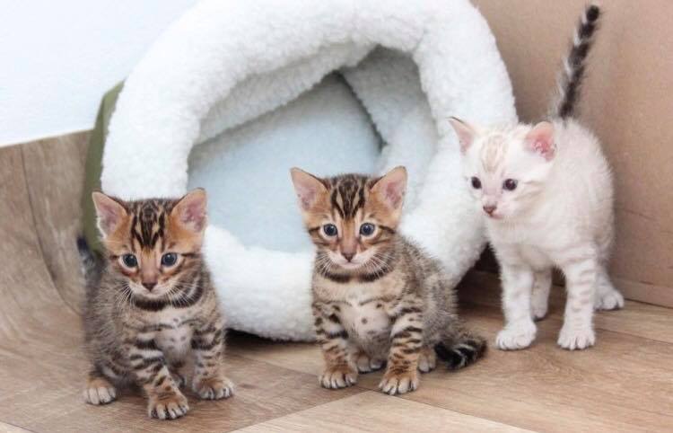 Reinrassige Bengal - Katzen mit Ahnentafel - Bengal - Eschweiler