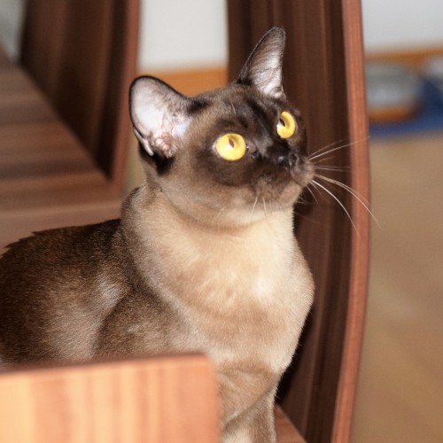 Burmesen und Bombay Katzen - Burma - Witten