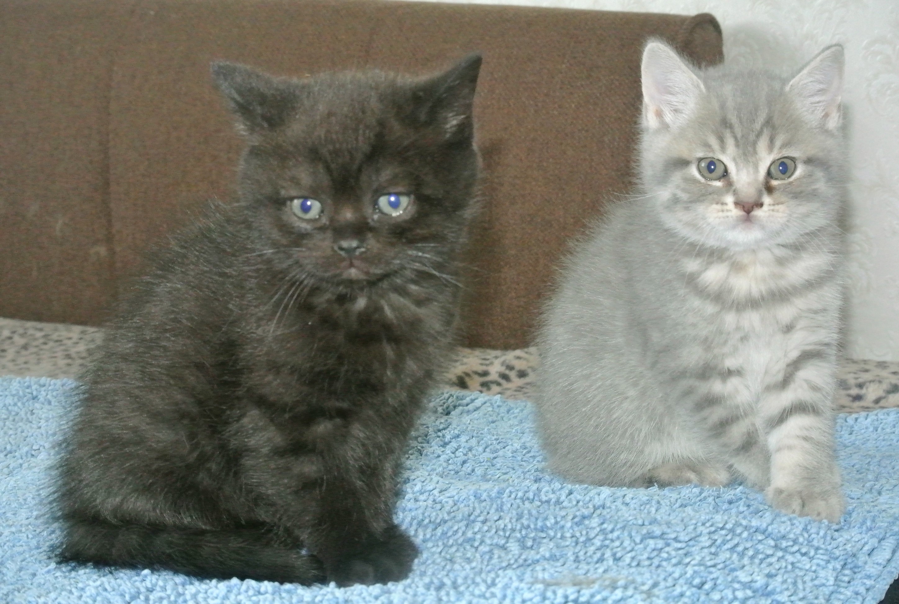 Britisch Kurzhaar. Kätzchen, katzenbabys , babys , Rassekitten, Kitten, Katzen z - British Kurzhaar - Cottbus