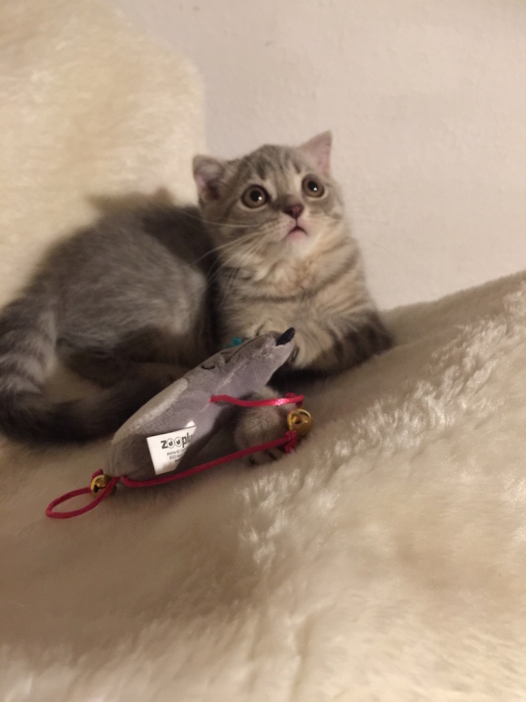 BKH Kater / Kitten- Katzenbabys/ sucht ein liebevollen Zuhause - British Kurzhaar - Berlin