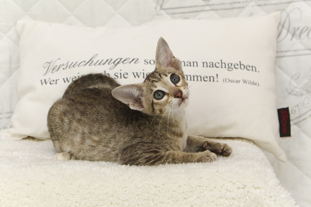 Reinrassige Herzensbrecher, Peterbald, OKH - Orientalische Kurzhaar - Reichenwalde