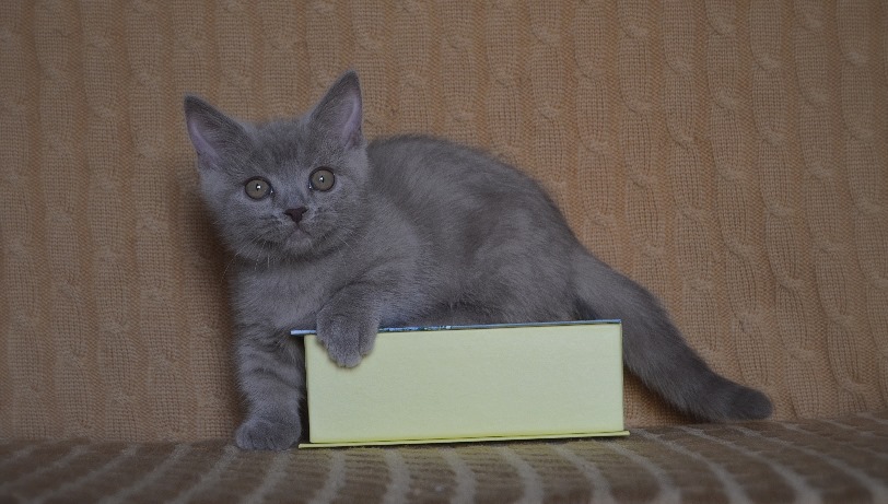 Schöne Munchkin Kätzchen - Männchen und Weibchen. - Katzen Sonstige - Frankfurt am Main