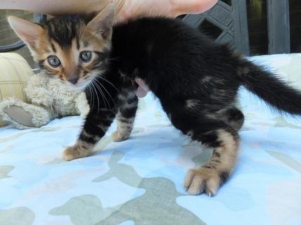 Bengal Kitten schön gezeichnet - Bengal - Papenburg